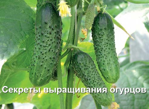 Секреты выращивания огурцов (2013)