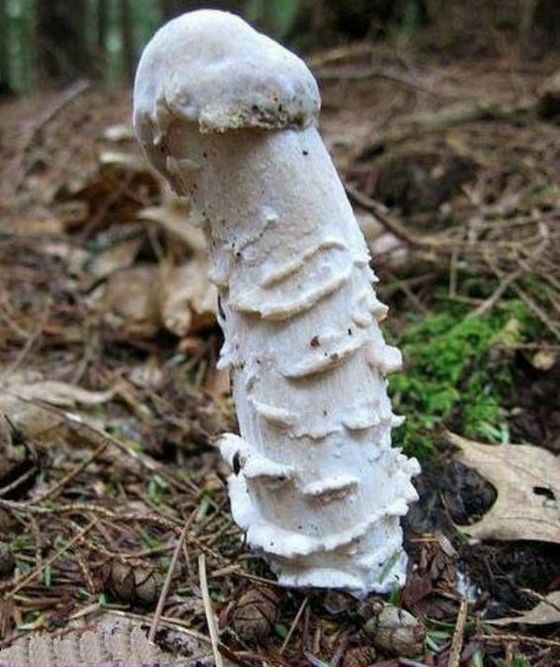 Необычный гриб - Мутинус