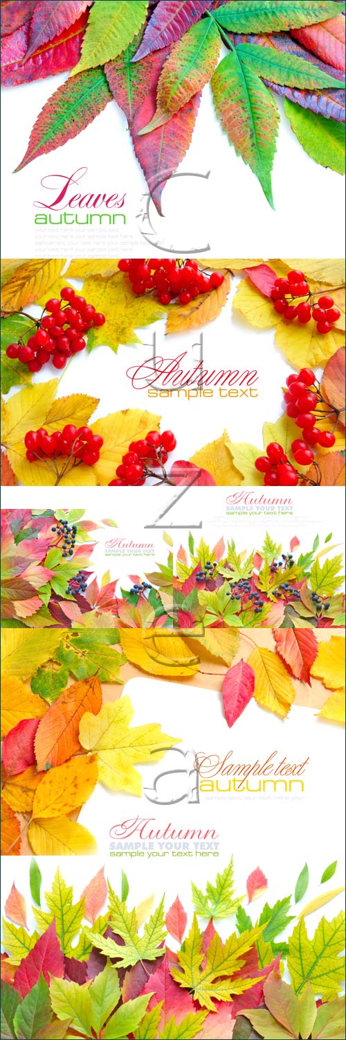 Autumn leaves and place for text - stock photo