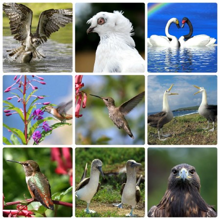Сборник разных птиц в хорошем качестве