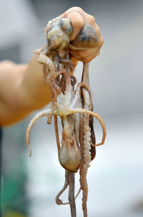 Южная Корея - кулинарный фестиваль поедания живых осьминогов (фото + видео)