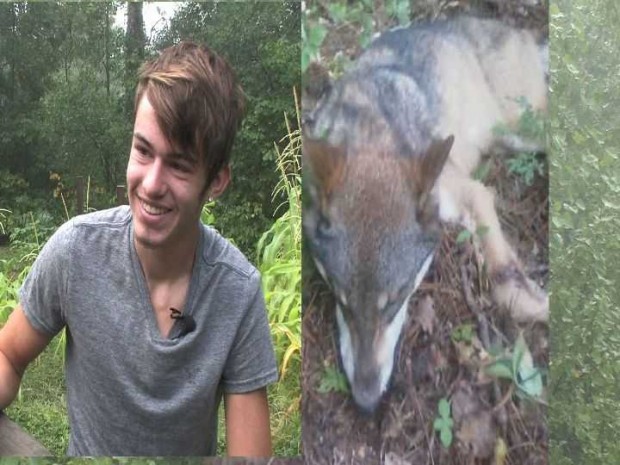 Проснувшийся подросток обнаружил свою голову в пасти волка