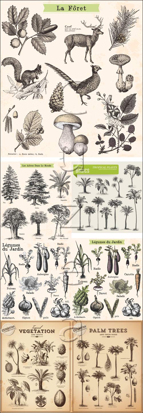 Vector tree and animals collection