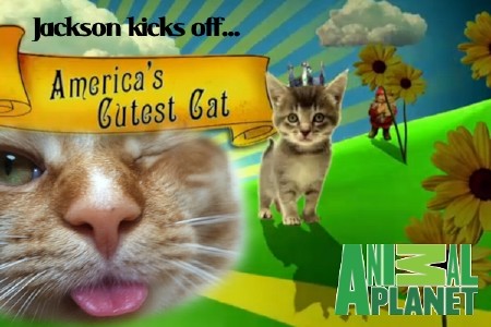 Animal Planet:     (1-7 ) / Animal Planet: America's Cutest (2010-2013) TVRip