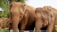 BBC: Шрі-Ланка - Острів слонів / BBC: Sri Lanka - Elephant Island (2013) HDTVRip 