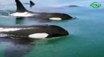 BBC:    / BBC: Swimming with Killer Whales (2012) WEBRip 