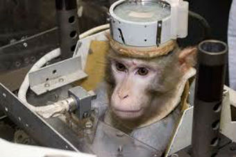 Иран отправил обезьяну в космос.