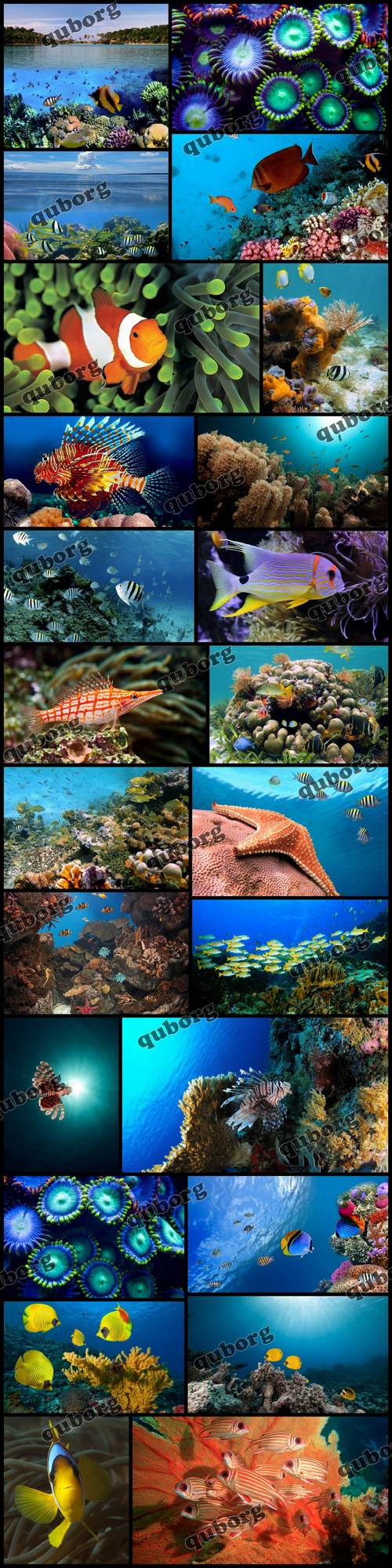 Stock Photos - Underwater