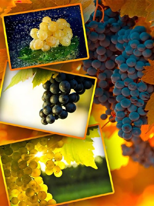 Фотосток: Виноградная гроздь
