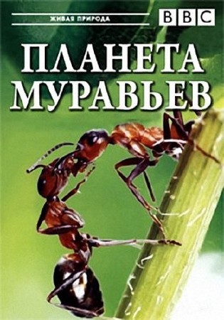 BBC. Планета муравьев. Взгляд изнутри / BBC. Planet Ant: Life Inside The Colony (2012/HDTVRip.)