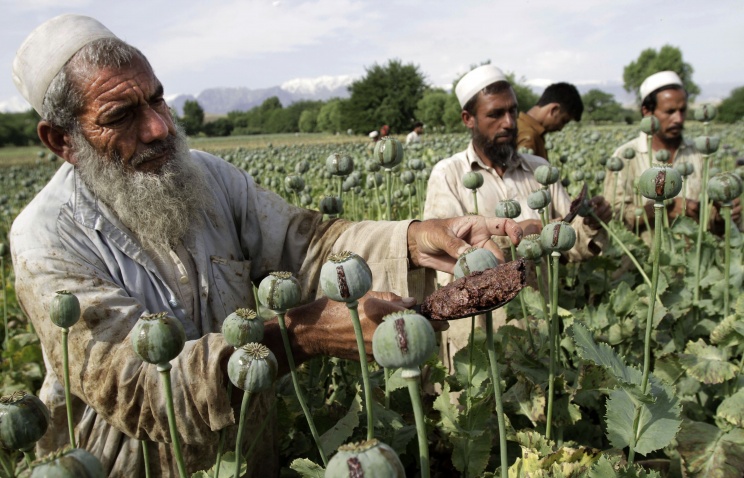 Афганистан не способен в одиночку решить проблемы производства наркотиков - ООН