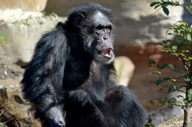 Американские защитники животных требуют признать шимпанзе личностью