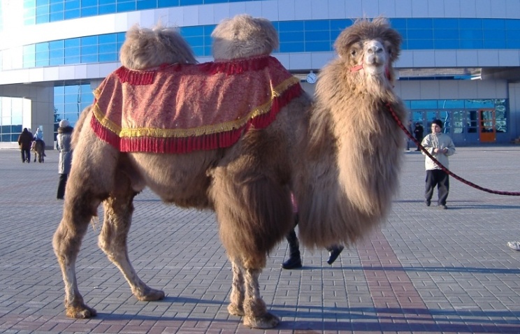 Одним из олимпийских факелоносцев в Челябинске станет верблюд - символ города