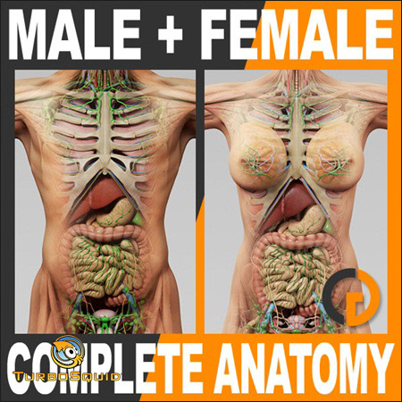 TurboSquid - Human Male and Female Complete Anatomy