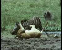 BBC:    (3   3) / BBC: Nature's Great Events (2005) DVD-9