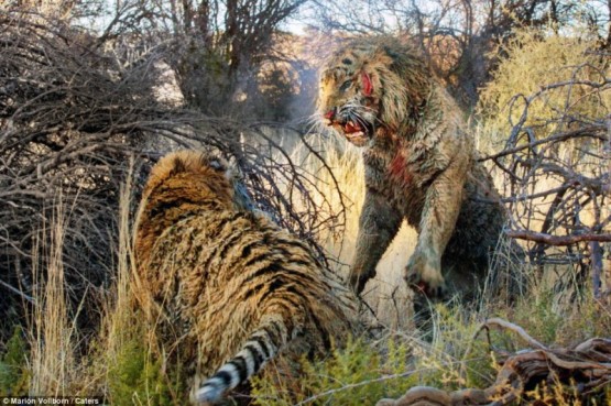 Кровавая схватка двух тигров