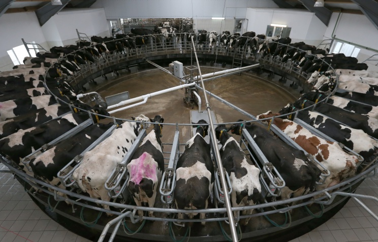 Минсельхоз планирует выделить 2,3 млрд руб. на молочное животноводство в 2014 году