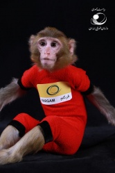 Иран во второй раз запустил в космос обезьяну