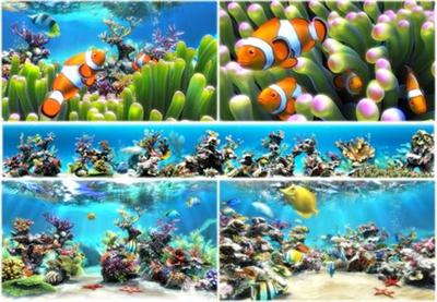 Sim Aquarium 3.7 Build 55 Premium :31.December.2013