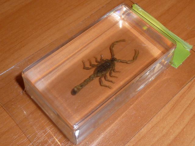 Насекомые №1 - Маньчжурский золотой скорпион (Mesobuthus martensi)