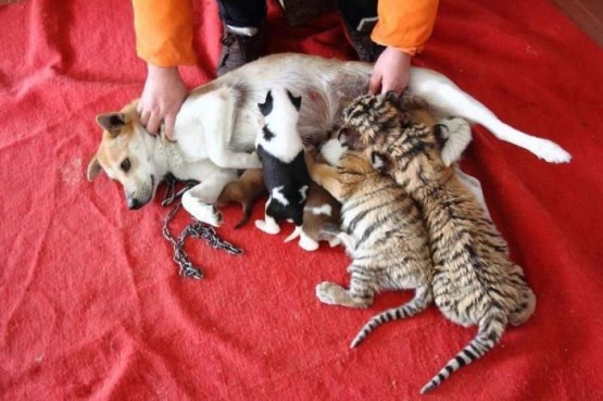 Собака стала приемной мамой для тигрят