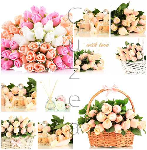 Beautiful roses - stock photo