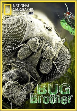 National Geographic:    / National Geographic: Bug Brother (2007) HDTVRip (AVC)