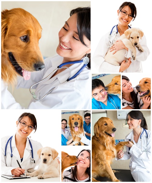 Vet with a cute dog - stock photo