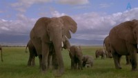    / An Apology to Elephants (2013) WEB-DL 720p