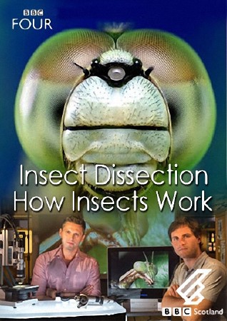 : .    / : Insect Dissection: How Insects Work (2012) SATRip