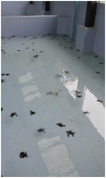 Центр по охране морских черепах Sea Turtle conservation centre