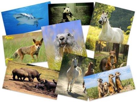 Животные на фотографиях для украшения рабочего стола. Часть 4