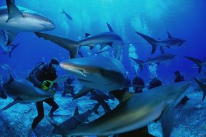 США: жители Гавайских островов боятся, что туристические прогулки привлекут акул