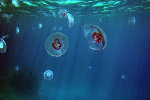 Ядовитые медузы приплыли к берегам популярного курорта Италии