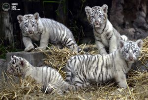Аргентина: в зоопарке Буэнос-Айреса незрячих пускают в клетку к животным
