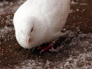 Нью-Йорк: за кормление голубей будут штрафовать