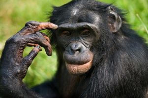 Двухлетние дети и шимпанзе следуют «инстинкту толпы», заявляют ученые