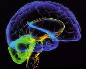 Гнев активирует в мозге область награды, выяснили неврологи