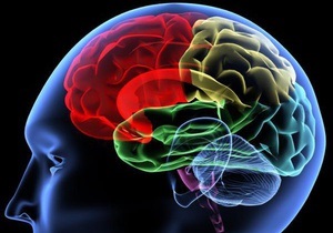 Мозг в процессе запоминания «специально» забывает свежую информацию