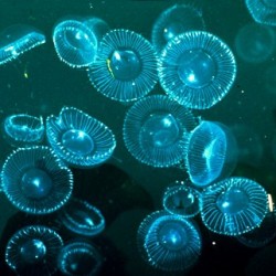Люминесцентные клетки медузы помогают диагностировать рак