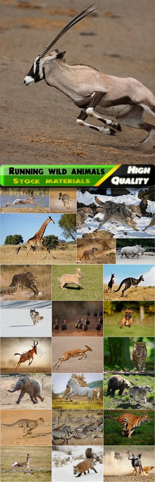 Running wild animals Stock images - 25 HQ Jpg