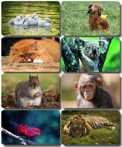 Забавные животные - Коллекция фото обоев (часть 53)