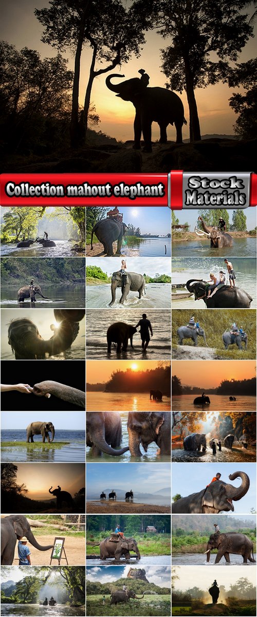 Collection mahout elephant bathing in the jungle 25 HQ Jpeg