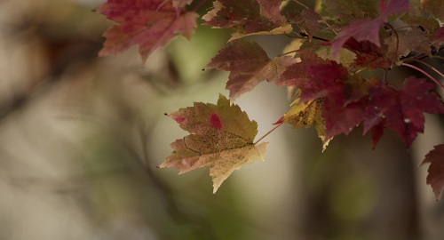 Футаж Осенние листья / Nature 4k res
