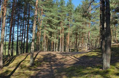 Суд вернул государству 18 га леса в Киевской области, которыми пользовался родственник Арбузова