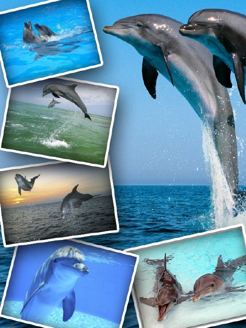 Большая подборка красивых дельфинов