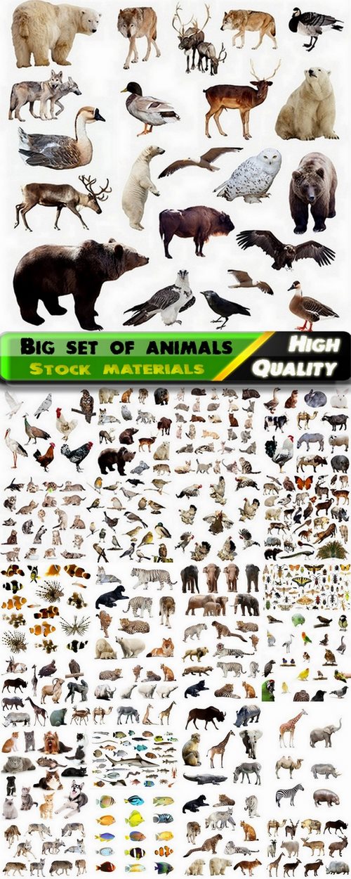 Big set of farm and wild animals, insects and birds - 25 HQ Jpg