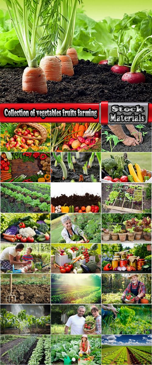 Collection of vegetables fruits farming gardening bed field illustration vegetable still life 25 HQ Jpeg