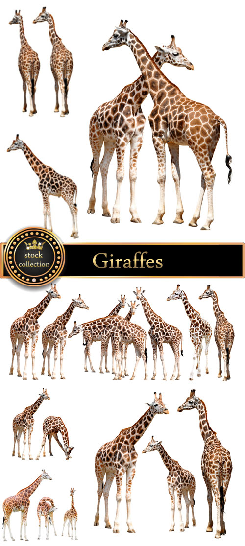 Giraffes, animals - stock photos