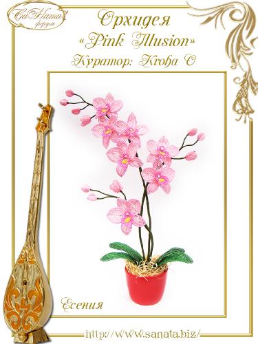 Выпуск работ Факультета: Орхидея "Pink Illusion" 00301e0298cf3396bdf93d4bd97ebc12